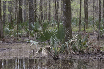 Dwarf Palmetto Plant