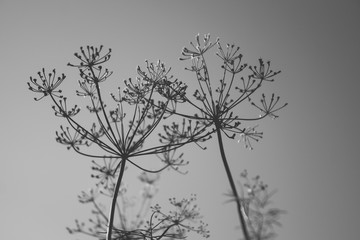 Umbrella sprout of dill against the sky. Black and white photo