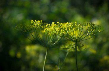 Green fresh fragrant dill