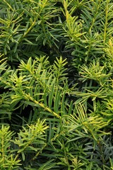 green growing needles of yew-tree