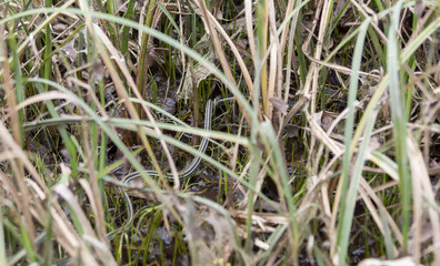 Grass Snake