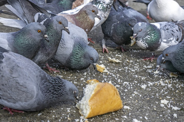 Fototapeta premium Pigeons in the park eating bread crumbs
