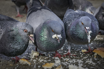 Pigeons in the park eating bread crumbs
