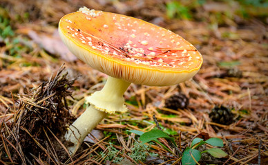 Mushroom grebe