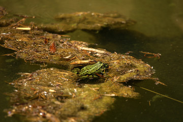 Froch auf einer Insel