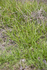 Grass