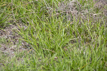 Grass