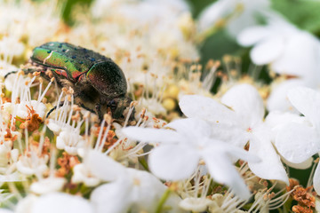 May beetle Melonlotha in spring in May on fresh leaves of a tree pollinates flowers