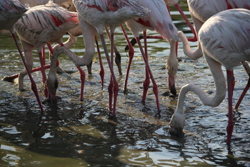 camargue flamants roses parc ornithologique