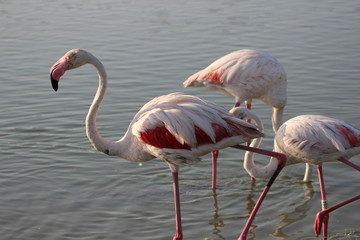 camargue flamants roses parc ornithologique