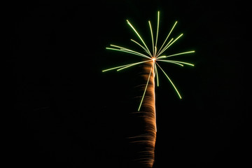 Fireworks Palm Tree