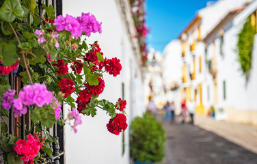 Fototapeta na wymiar Flowers in the streets in the old town of Cordoba