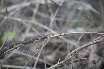 Broad-Banded Water Snake Basking