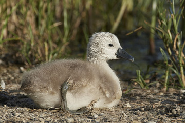 Mute swan (Cygnus olor)