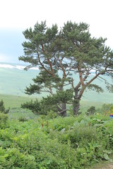 Fototapeta premium Beautiful flower blossoms in the mountains, in summer