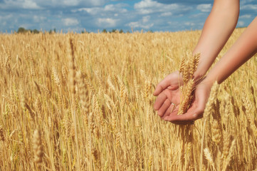 Ears of yellow golden ripe wheat in hand on agricultural fields of Saratov region