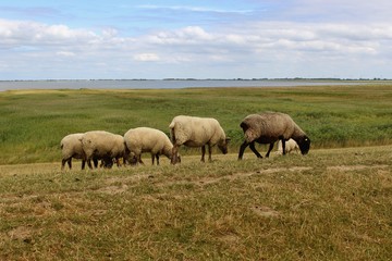 Norddeutsche Landschaft mit grasenden Schafen auf einem Deich - Friesland, Niedersachsen an der Nordsee