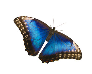 Bright opalescent female blue morpho butterfly, Morpho peleides, is isolated on white background with wings wide open.
