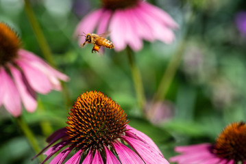 western honey bee in flight over garden