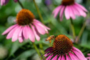 honey bee landing on flower in garden
