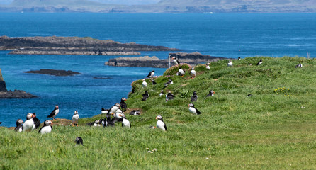 colourful Puffins groupe at the coast of Treshnish Isles, with the ocean in the background; Atlantic puffin , also known as the common puffin, is a species of seabird in the auk family