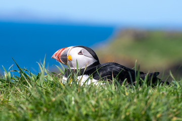 colourful Puffin at the coast of Treshnish Isles, sitting in the grass and looking to the left side with the ocean in the background;; Atlantic puffin ,known as common puffin