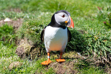 colourful Puffin at the coast of Treshnish Isles, standing in the grass hill and looking to the right side; Atlantic puffin , also known as the common puffin, is a species of seabird in the auk family