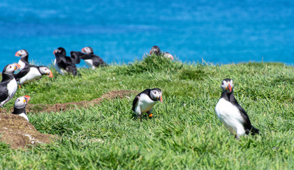 colourful Puffins groupe at the coast of Treshnish Isles, with the ocean in the background. One Puffin is going to the right side; Atlantic puffin ,known as common puffin
