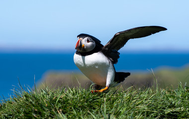 colourful Puffin at the coast of Treshnish Isles, standing on a small grass hill with the ocean in the background and he starts flying off; Atlantic puffin ,known as common puffin