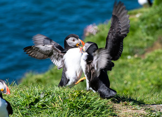 two colourful Puffin at the coast of Treshnish Isles, having a little fight with the ocean in the background; Atlantic puffin ,known as common puffin