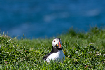 colourful Puffin at the coast of Treshnish Isles, sitting in the grass and looking to the left side with the ocean in the background; Atlantic puffin ,known as common puffin