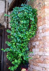 green plant on the brick wall