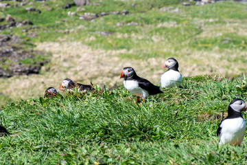 colourful Puffins groupe at the coast of Treshnish Isles; Atlantic puffin , also known as the common puffin, is a species of seabird in the auk family