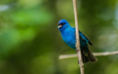 Indigo Bunting (Passerina cyanea) perched on a branch on a summer morning surrounded by lush foliage