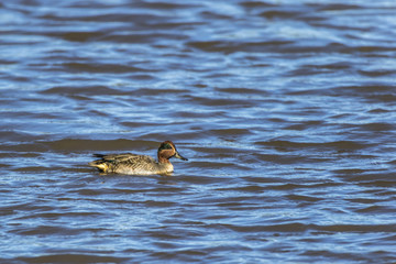 Krickente (Anas crecca)