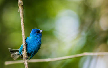 Indigo Bunting (Passerina cyanea) perched on a branch on a summer morning surrounded by lush foliage