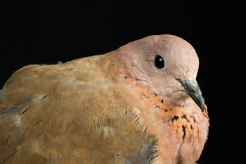 turtledove on black background
