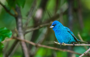 Indigo Bunting (Passerina cyanea) perched on a branch on a summer morning surrounded by lush foliage