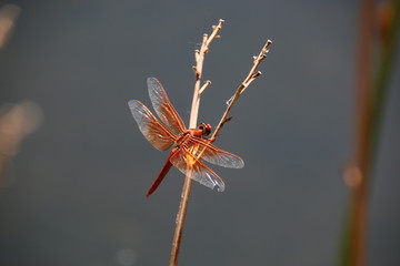 Flame Skimmer Dragonfly 4