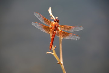 Flame Skimmer Dragonfly 5