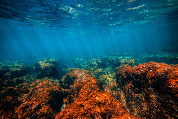 Underwater Scene with Overgrown Rocks and Sunbeams Through the Water Surface