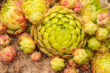 Fototapeta premium Close up jovibarba sobolifera hens und chicks . Photo format Horizontal