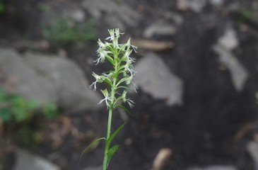 Ragged Fringed Orchis