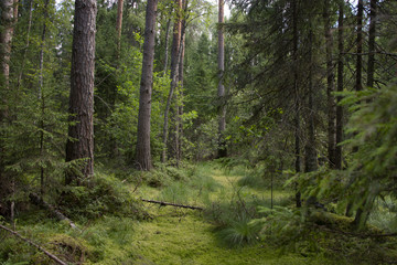 Natural landscape - the nature in sunny day