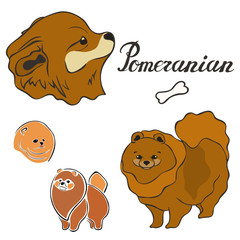Pomeranian dog breed vector illustration set isolated. Doggy image in minimal style, flat icon. Simple emblem design for pet shop, zoo ads, label design animal food package element. Realistic dog sign