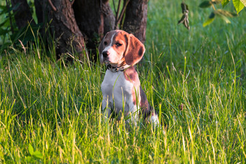 Portrait of a smart puppy, looking into the distance attentively. Beagle puppy on a walk in a...