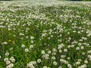 Fototapeta premium Dandelion field on flower