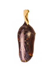 A darkened ready to emerge pupa of the plain tiger, or African monarch butterfly, Danaus chrysippus, is isolated on white background. Pupae is a stage between caterpillars and butterflies.