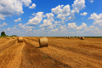 Hay bale in the countryside