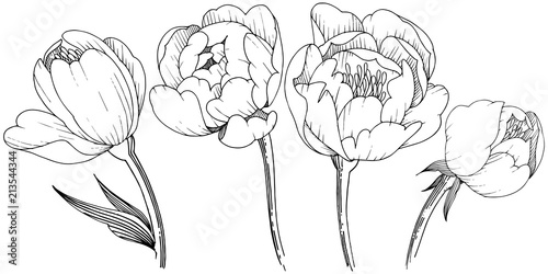Wildflower Peony In A Vector Style Isolated Full Name Of The Plant Wildflower Peony In A Vector Style Isolated Full Name Of The Plant